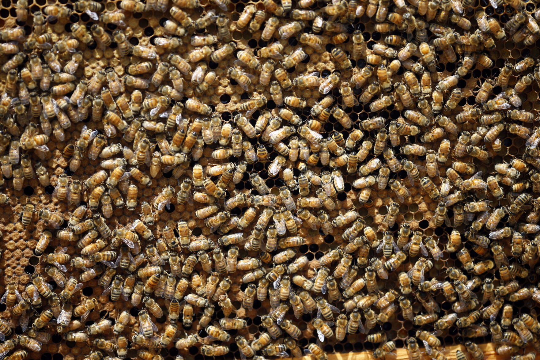 APTOPIX World Bee Day